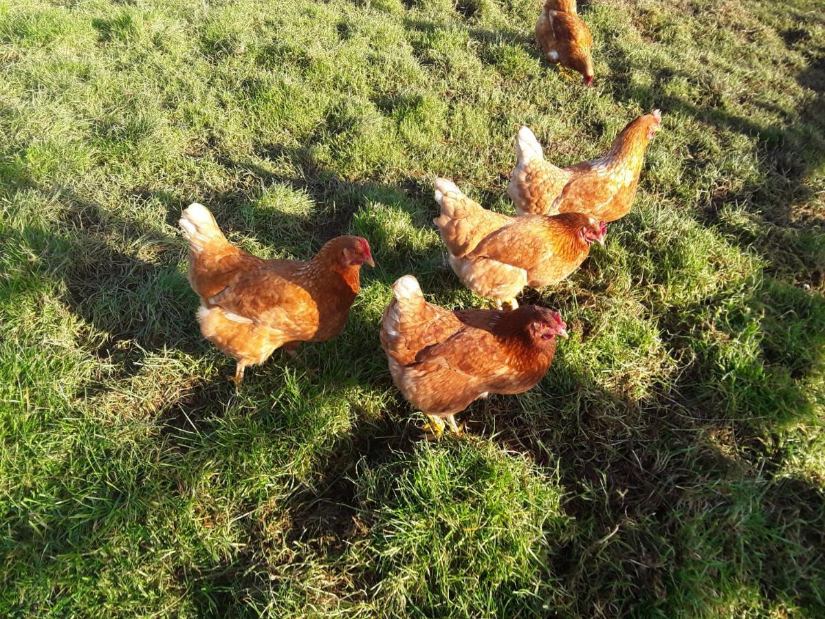 Sharlands Farm Bed And Breakfast Bude Εξωτερικό φωτογραφία